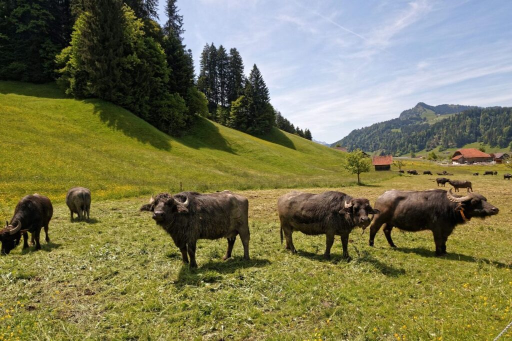 Bueffelherde Entlebuch