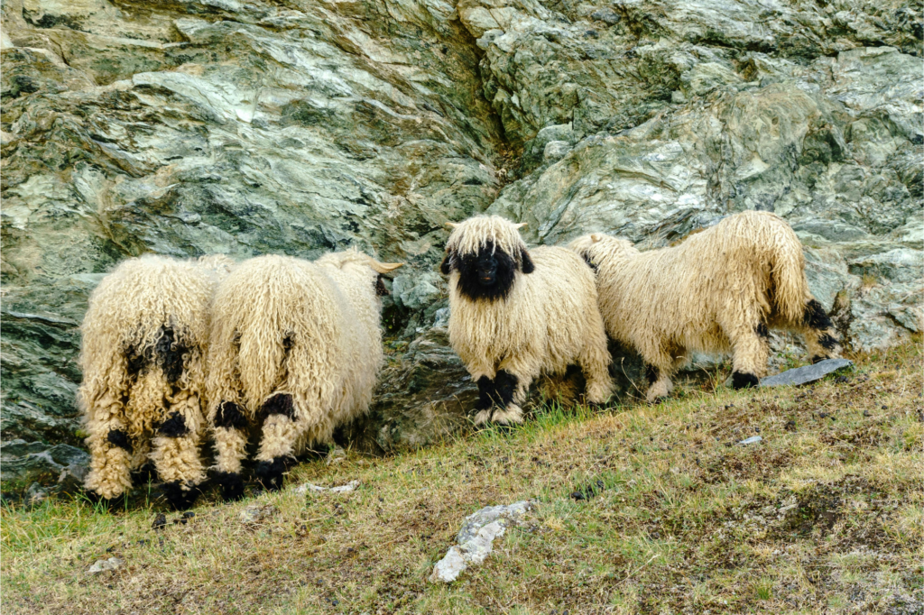 Saas Fee Beitragsbild